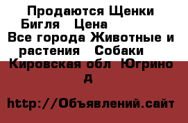 Продаются Щенки Бигля › Цена ­ 35 000 - Все города Животные и растения » Собаки   . Кировская обл.,Югрино д.